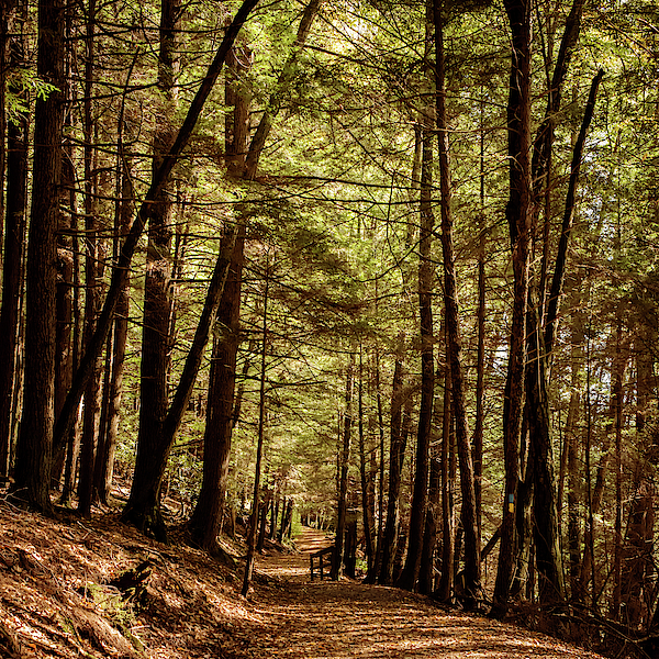 Follow The Path Cook Forest PA Square by Terry DeLuco Follow The Path Cook Forest PA Square by Terry DeLuco